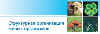 Стать лицеистом – Национальный исследовательский университет «Высшая школа  экономики»