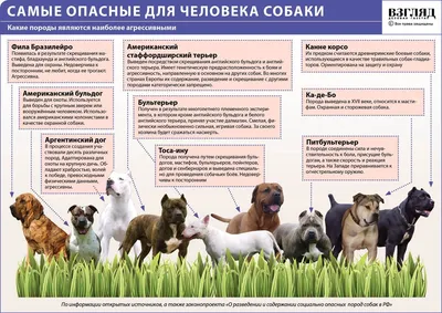 В МВД сократили список потенциально опасных пород собак — 29.05.2019 — В  России на РЕН ТВ