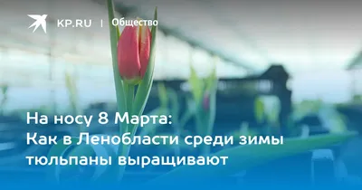 Открытка на 8 марта \"Счастье на носу\", с хаски, авторская, 10 х 15 см  купить по цене 99 ₽ в интернет-магазине KazanExpress