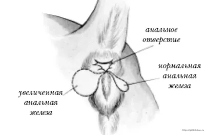 Параанальные железы у животных | Ветеринарная клиника Клык +