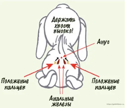 Воспаление параанальных желез у собак - ЗооПорт