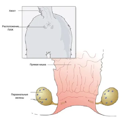 ▶️Надо ли чистить параанальные железы у собак? | Кожаный нос Из Лагуны  Грёз. | Дзен