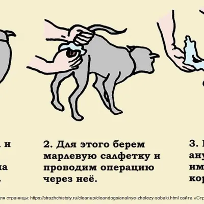 Почему моя собака ездит на попе - параанальные железы или глисты?