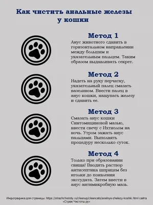 Абсцесс у собаки: нарыв от укусов, абсцесс параанальных желез