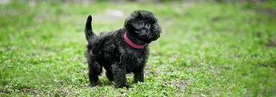 Собака Affenpinscher стоковое фото. изображение насчитывающей бобра -  46498744