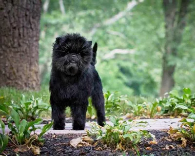 АФФЕНПИНЧЕР (Affenpinscher)