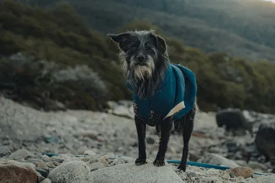 Аффенпинчер (Affenpinscher) - это игривая, ласковая и забавная порода собак.  Описание, фото, отзывы владельцев.