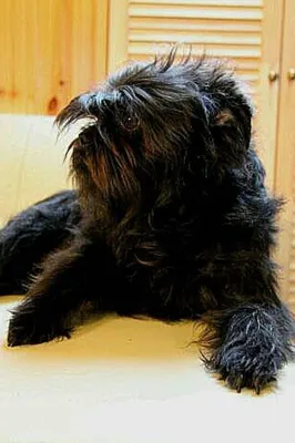 Аффенпинчер | Affenpinscher dog, Affenpinscher, Dogs