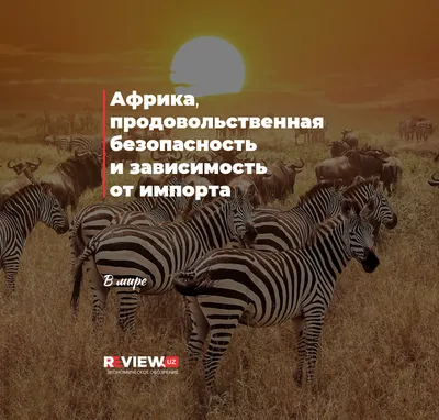 В Петербурге прошел саммит «Россия — Африка». О чем африканские лидеры  попросили Путина и что готовы предложить взамен?: Политика: Мир: Lenta.ru