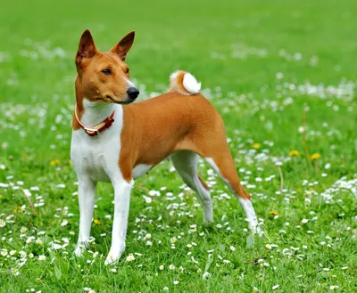 Lovab - Басенджи (на английском – Basenji) – одна из старейших пород собак  в мире. Раньше ее использовали для охоты в Центральной Африке. Эти псы были  известны людям еще до того, как