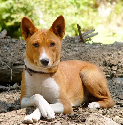 Единственный в Армении... - Quercus - Vet.Clinic, Zoosalon | Facebook