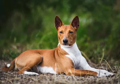 Древняя африканская порода басенджи | Basenji dogs, Quiet dog breeds, Dog  breeds