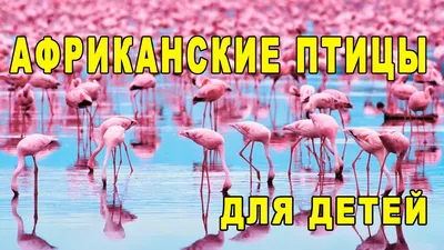 Американские учёные открыли три новых вида птиц в Африке | Новости  Приднестровья