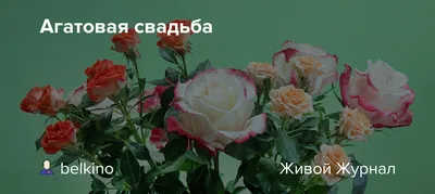 Подарки Сувенирная медаль \"14 лет вместе. Агатовая свадьба\" — купить в  интернет-магазине по низкой цене на Яндекс Маркете