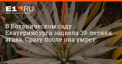 Кухонный гарнитур Агава 1600 мм (Эра) купить в Екатеринбурге по низкой цене  от Азбука Мебели