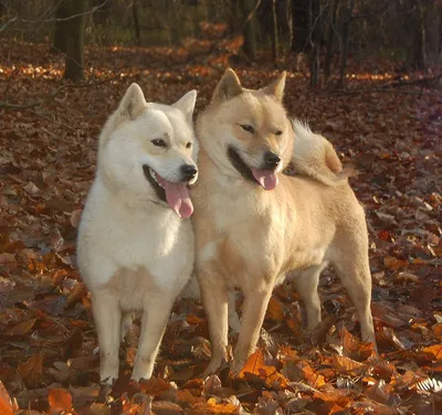 Хоккайдо ину. Hokkaido inu . Dog. Суетолог. Белая собака. Японская собака.  - YouTube