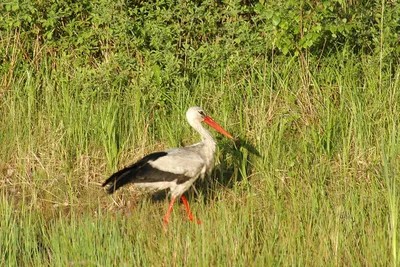 YELLOW-KEY AIST, OR AIST-KLUVACH - A Large Bird Living On Small Water  Bodies Stock Photo, Picture and Royalty Free Image. Image 143020450.