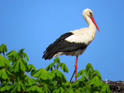 Белый аист (Ciconia ciconia)