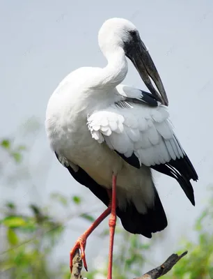 Черный аист (Ciconia nigra)