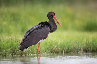 Белый аист (Красная Книга Казахстана) · iNaturalist