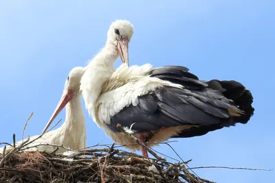 Белый аист - большая птица семейства аистов ciconiidae на гнезде весной |  Премиум Фото