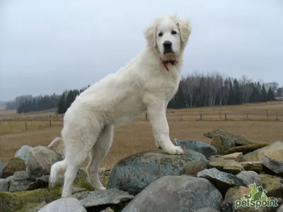 Породы собак - Акбаш (турецкий. Akbaş белая голова, англ. Akbash dog), это  порода собак, родиной которой является западная Турция, регион известный  как Акбаш. Используют их как пастушьих собак, но больше в качестве