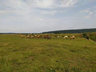 Уникальное изображение ахалтекинца в галопе