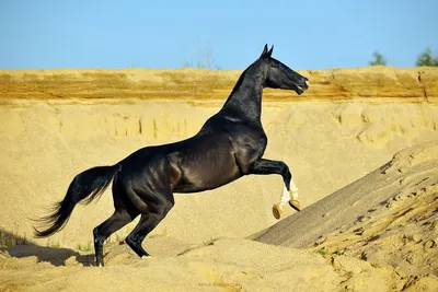 Ахалтекинец на фотографиях: лучший выбор для блогеров