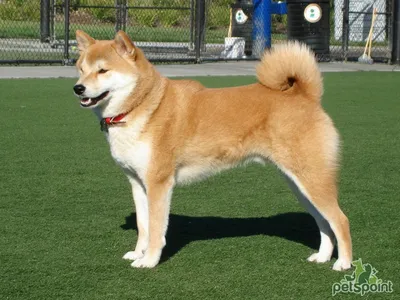 https://doge.ru/poroda/akita-inu