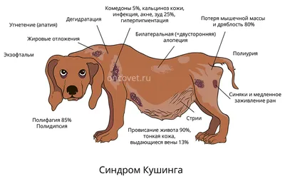 Прыщи у собаки (акне): по всему телу, на морде, в паху, на животе и спине,  у щенков и взрослых питомцев, прыщики на подбородке, носу и ушах, с гноем