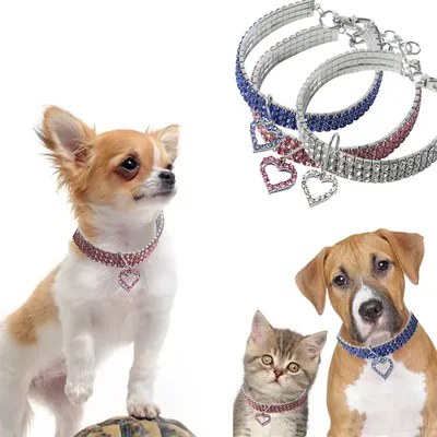 https://www.vetklinika79.ru/dog_accessories_3