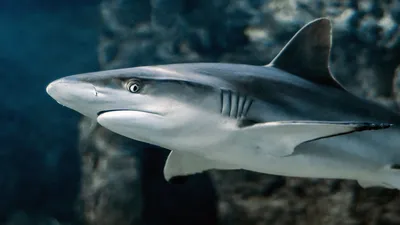 Shark: The Queen of Fish | Interesting facts about sharks - YouTube