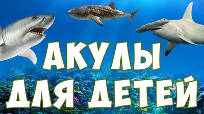 Человек и Белая акула. / акула :: рыба :: океан :: живность / смешные  картинки и другие приколы: комиксы, гиф анимация, видео, лучший  интеллектуальный юмор.