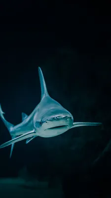 Интерактивная рыба, Акула \"Shark\" для детей на радиоуправлении  (ID#1956777955), цена: 775 ₴, купить на Prom.ua