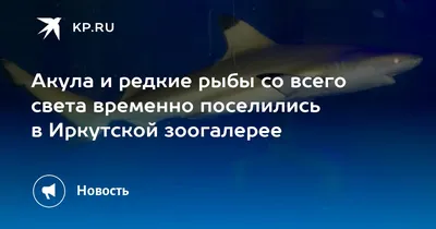 Мягкая игрушка акула, 60 см, Mi074 от производителя Производитель игрушек  «Mimis». Каталог 2024. Цена 490р. Купить оптом от от 10000 рублей. г.Иркутск .