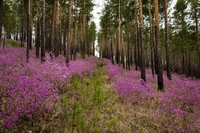 Березка Улан-Удэ - Оздоровительный детский лагерь для детей 7-16 лет, г.  Улан-Удэ, Бурятия, Россия