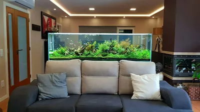 Qugin - Используйте аквариум как зонирующий элемент при организации  пространства гостиной. Можно создать и «живую» картину на стене, повесив на  неё плоский аквариум со встроенным широким багетом. Аквариум в качестве  журнального столика