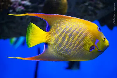 Золотая рыбка (Carassius auratus) купить - Живая планета