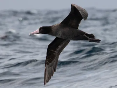 Белоспинный альбатрос - eBird