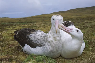 Белошапочный альбатрос - eBird