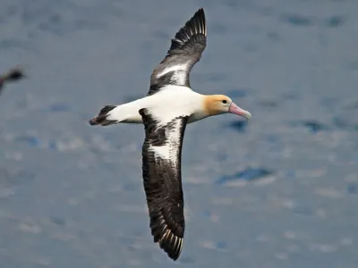 Белоспинный альбатрос - eBird