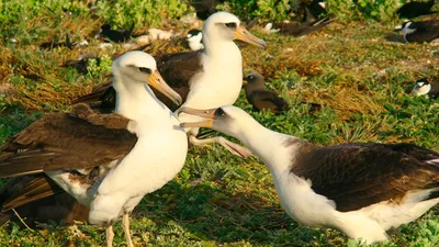 Белошапочный альбатрос - eBird