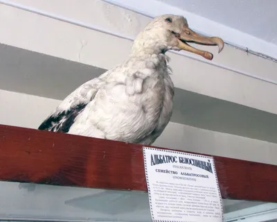 Сероголовый альбатрос (лат. Thalassarche chrysostoma)—птица из  сем.альбатросовых. Питается в море на высоких широтах, заходит на юг д… |  Bird island, Bird, Wildlife