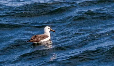 картинки : море, океан, птица, морские птицы, Чайка, клюв, Фауна, Испания,  Позвоночный, Аликанте, Пр., Альбатрос, Кальпа, Шарадиообразные, Европейская  сельдь чайка 3456x5184 - - 989829 - красивые картинки - PxHere