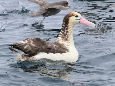 Белоспинный альбатрос - eBird