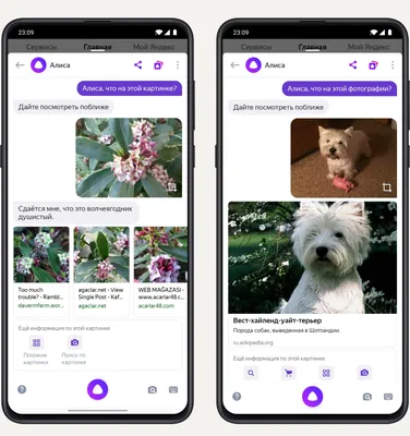 Покажи как выглядит Яндекс Алиса» — создано в Шедевруме