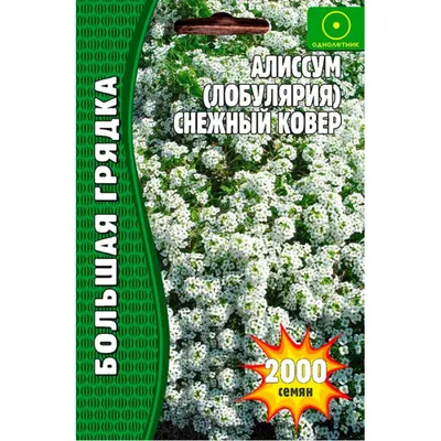 Семена цветов ПОИСК Алиссум Снежный ковер – купить онлайн, каталог товаров  с ценами интернет-магазина Лента | Москва, Санкт-Петербург, Россия