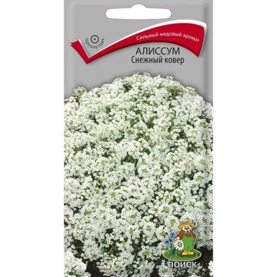 Семена алиссума (бурачок, каменник, лобулярия) GL Seeds Снежный ковер белый  (white) однол. 0.1 г – фото, отзывы, характеристики в интернет-магазине  ROZETKA от продавца: Агросіті | Купить в Украине: Киеве, Харькове, Днепре,  Одессе,