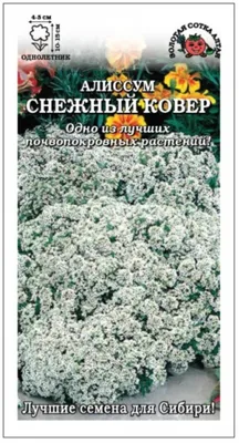 Алиссум Снежный ковёр 0,1г – купить с доставкой по Украине