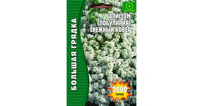 Алиссум Снежный ковер 1 г Седек купить недорого в интернет-магазине товаров  для сада Бауцентр